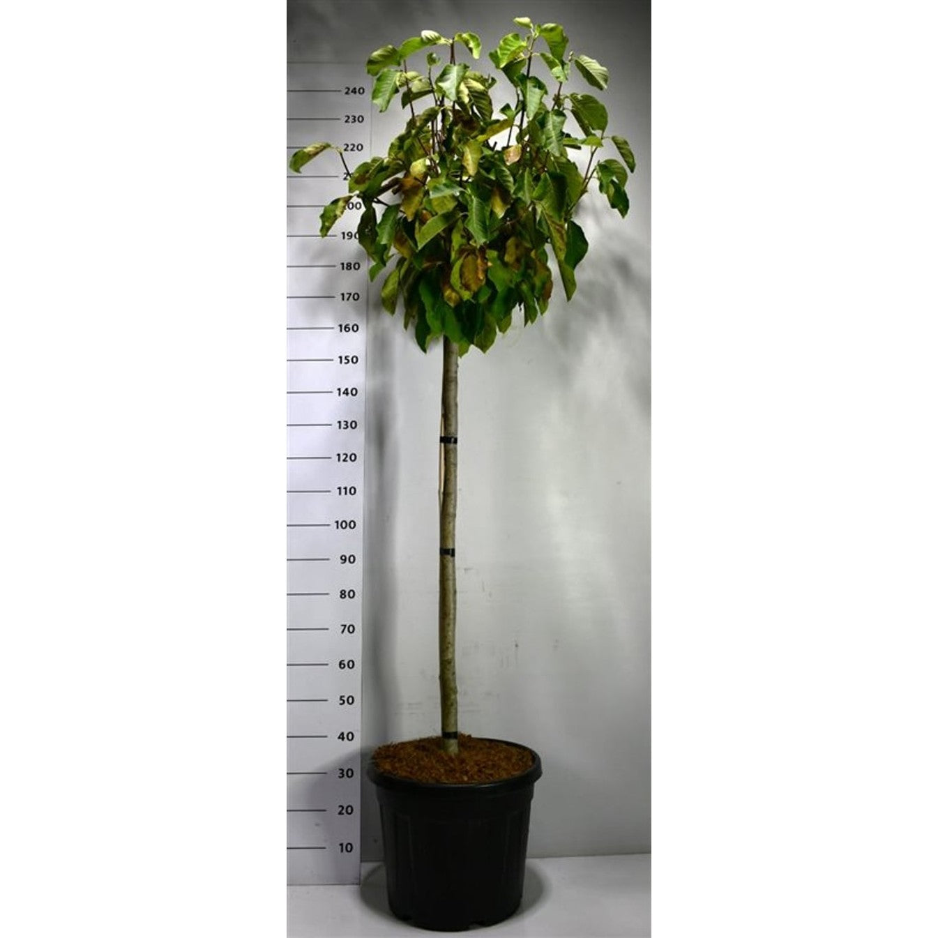 Magnolia – Magnolia 'Butterfly' - C45 120 cm. Stam